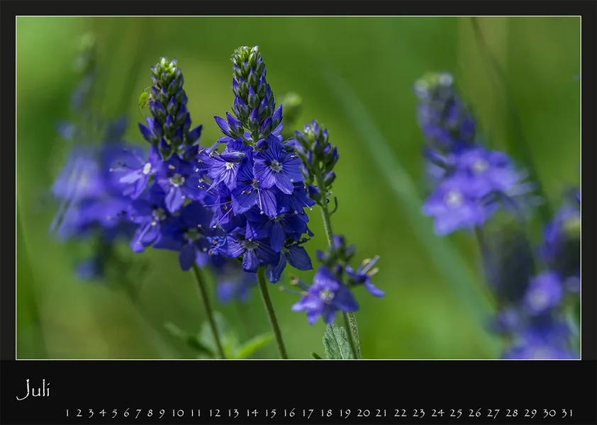 07 Kalender 2018 DIN A 4 Natur Juli.webp