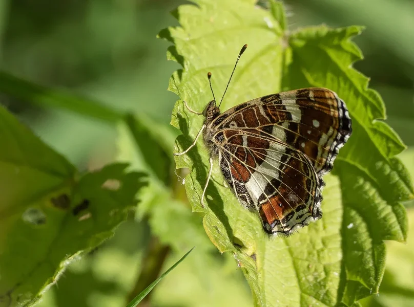 highmoor010718P7010183-Bearbeitet.webp