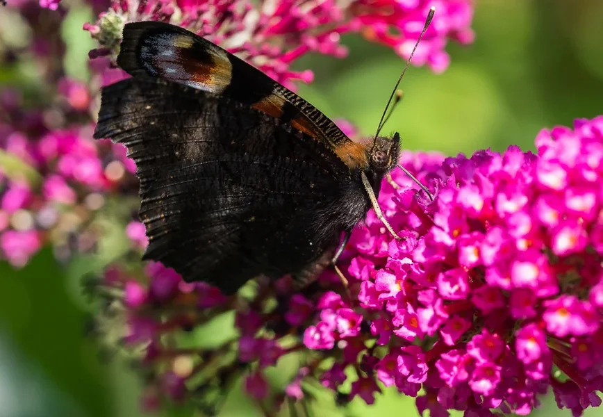Tagpfauenauge an Blüte.webp