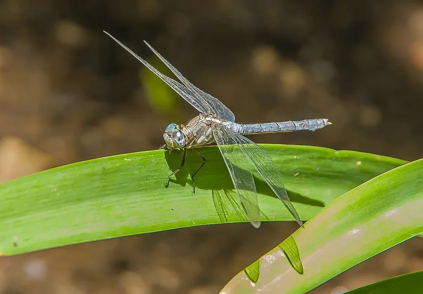 Cape Skimmer female older SAHSTM_IMG9719.webp