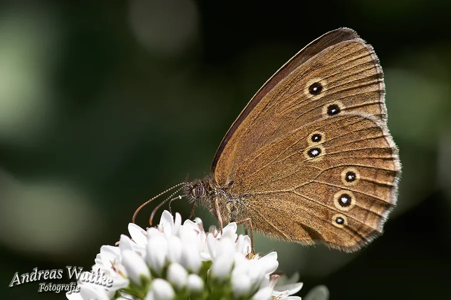 AK1_2399.webp