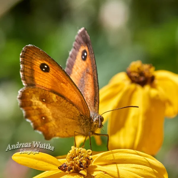AK1_2416.webp