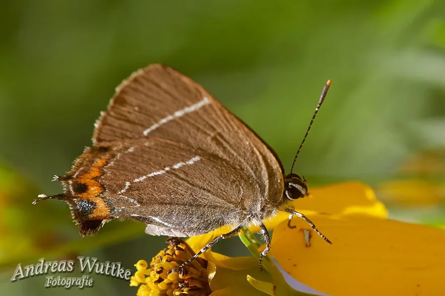 AK1_2439.webp