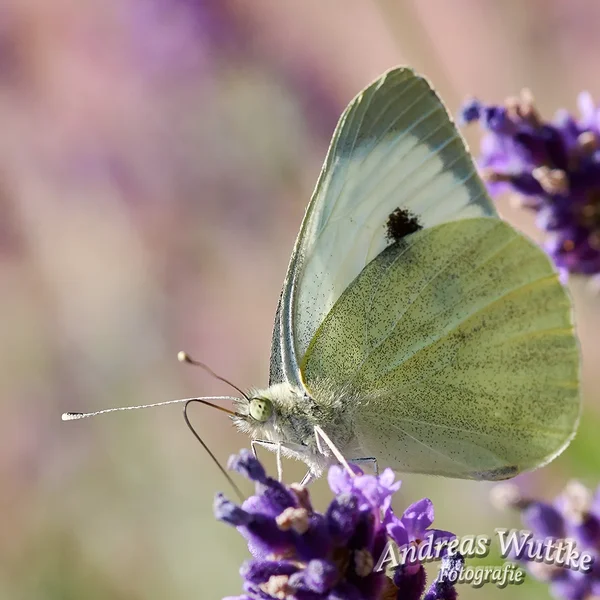 AK1_2459.webp