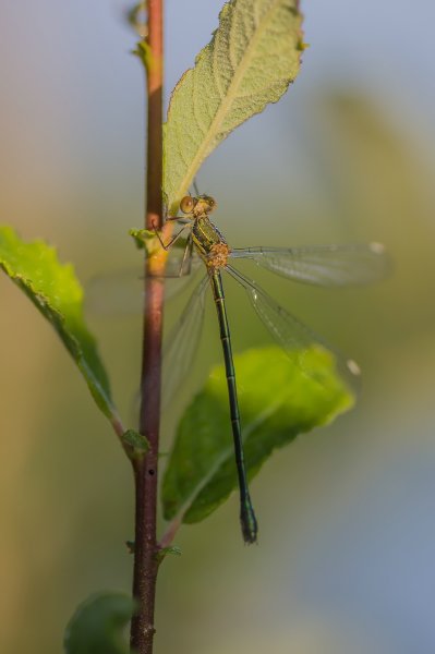 H. M. makro 150718_IMG4992-Bearbeitet.jpg