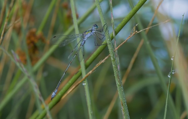 H. M. makro 150718_IMG5002-Bearbeitet.jpg