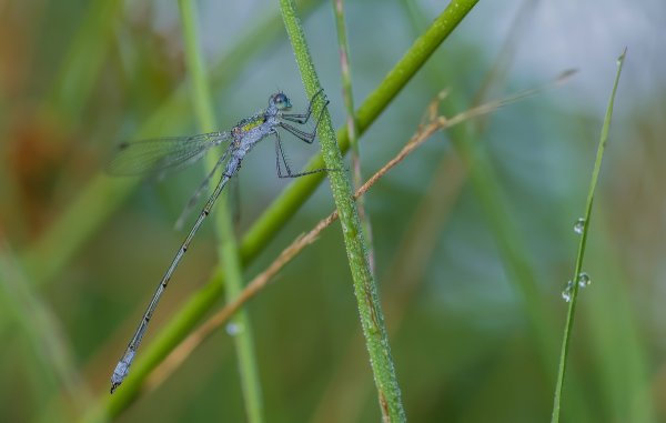 H. M. makro 150718_IMG5003-Bearbeitet.jpg