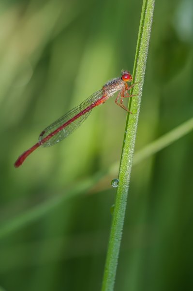 H. M. makro 150718_IMG5024-Bearbeitet.jpg