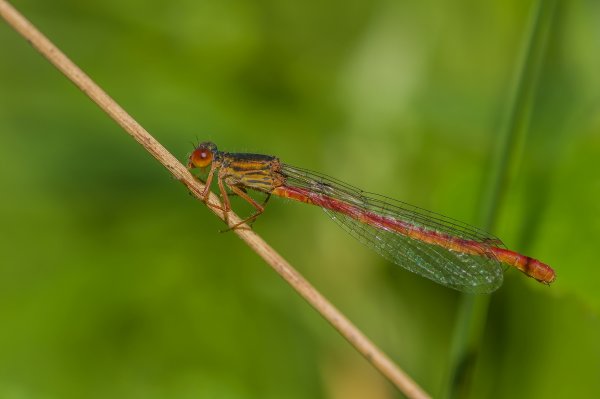 H. M. makro 150718_IMG5084-Bearbeitet.jpg