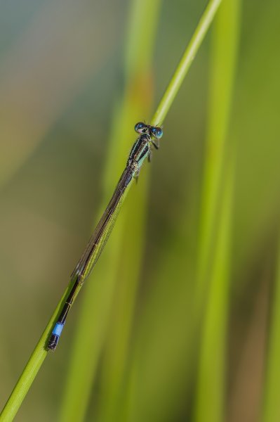 H. M. makro 150718_IMG5036-Bearbeitet.jpg