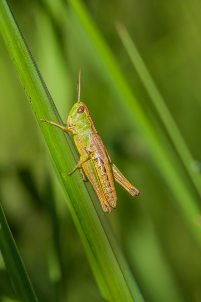H. M. makro 150718_IMG5043-Bearbeitet.jpg