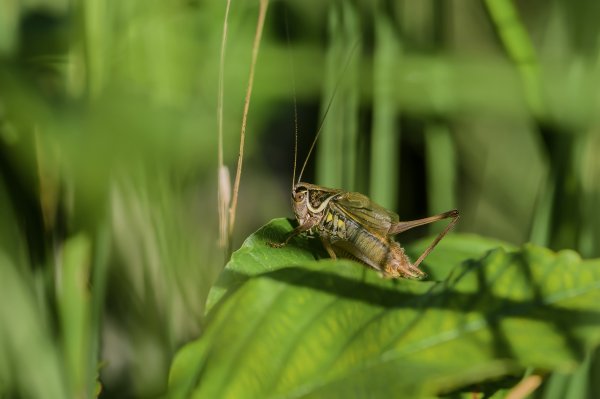 H. M. makro 150718_IMG5078-Bearbeitet.jpg