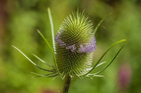 Garten18 July_IMG4960-Bearbeitet.jpg