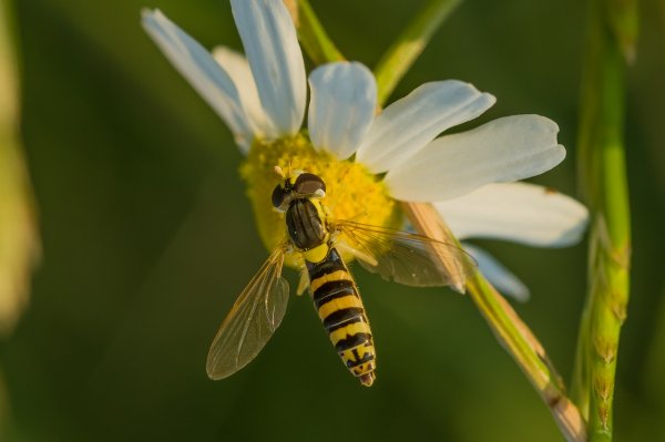 Wiesenabend 190718_IMG5215.jpg Wiesenabend 190718_IMG5215.jpg