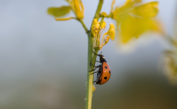 Wiesenabend 190718_IMG5312.jpg Wiesenabend 190718_IMG5312.jpg