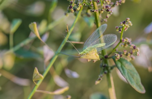 Wiesenabend 190718_IMG5355-Bearbeitet.jpg Wiesenabend 190718_IMG5355-Bearbeitet.jpg