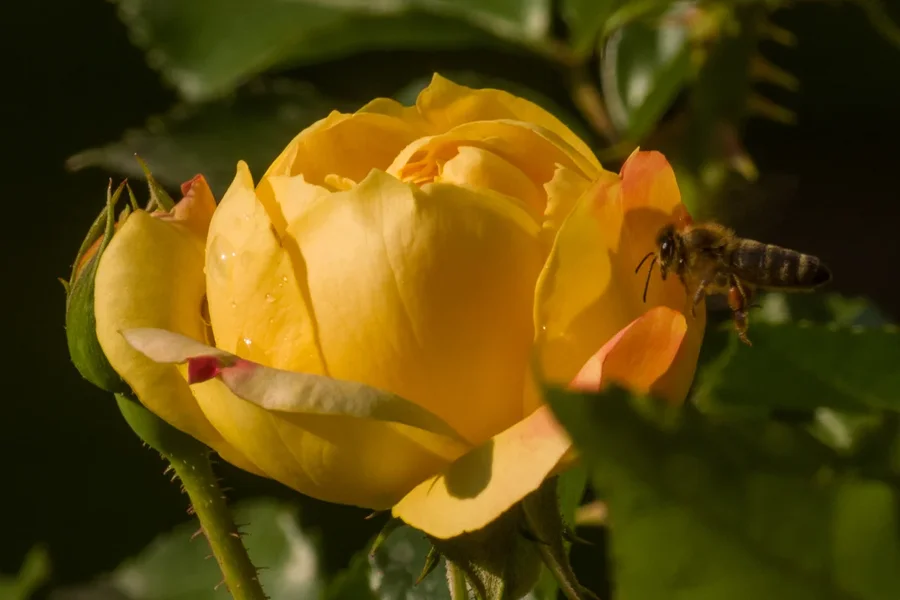 _IMG6631 28. Juli 2018 Test 200.webp
