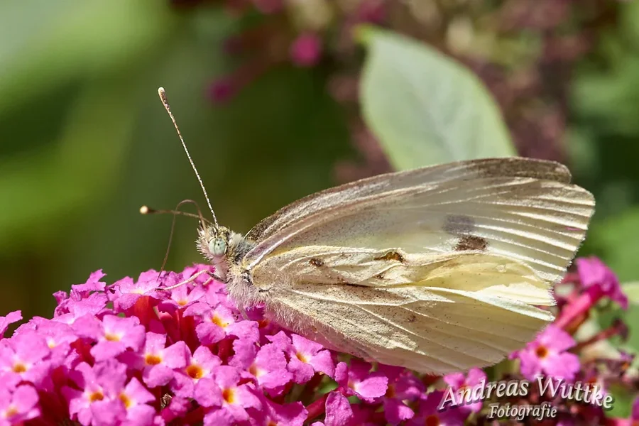AK1_4285_C1.webp