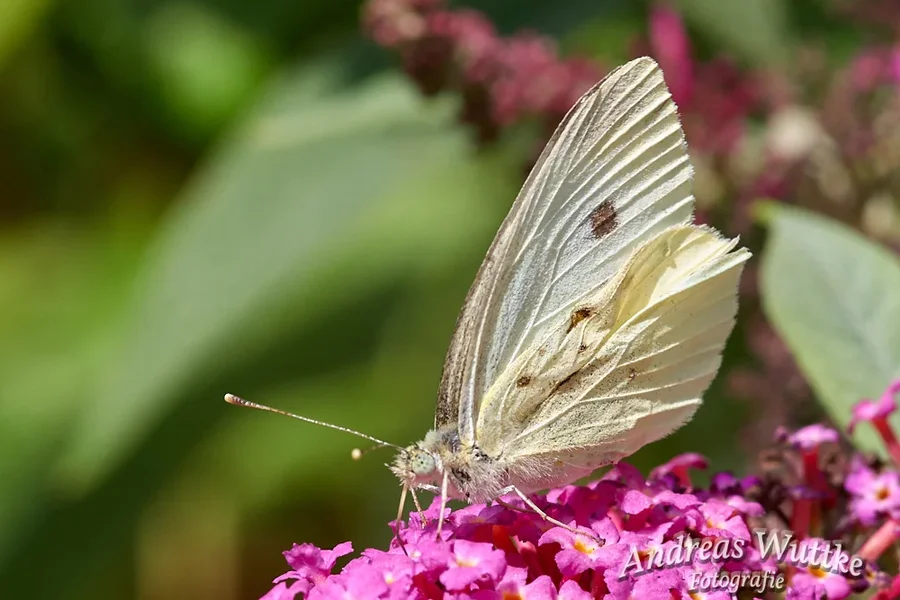 AK1_4286_C1.webp