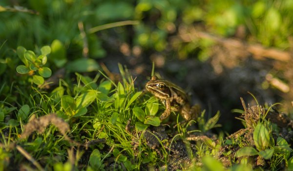 Hohes Moor 270718_IMG5419.jpg