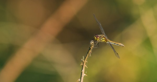 Hohes Moor 270718_IMG5454.jpg