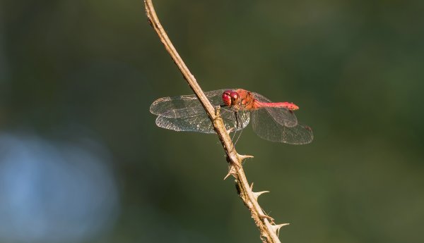 Hohes Moor 270718P7270028-Bearbeitet.jpg