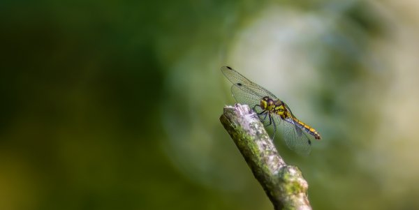 Hohes Moor 270718_IMG5415-Bearbeitet.jpg