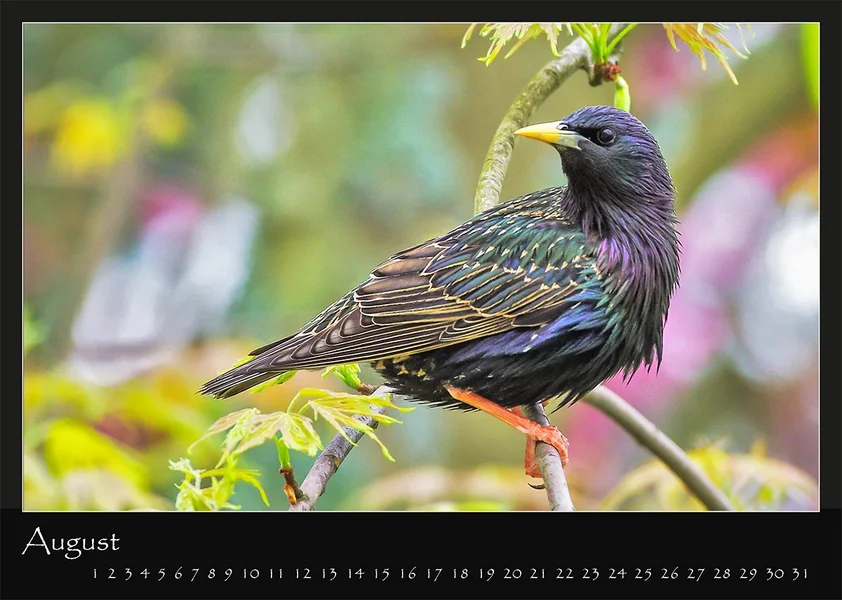 08 Kalender 2018 DIN A 4 Natur August.webp