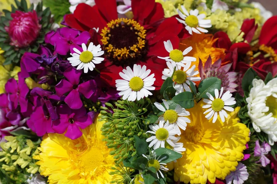 comp_bunte blüten.webp