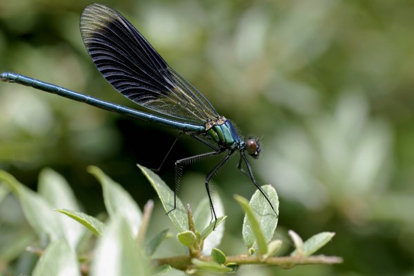 comp_798hg.jpg comp_798hg.jpg