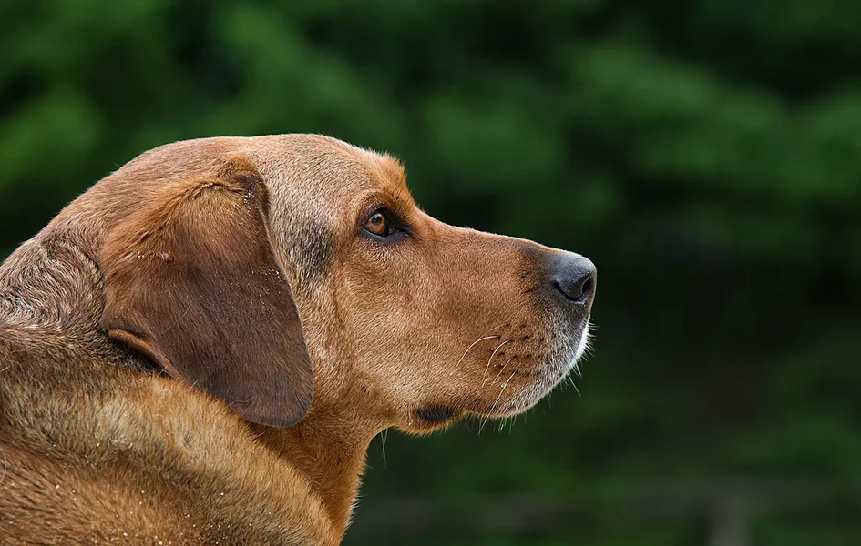 Huutch Portrait.webp