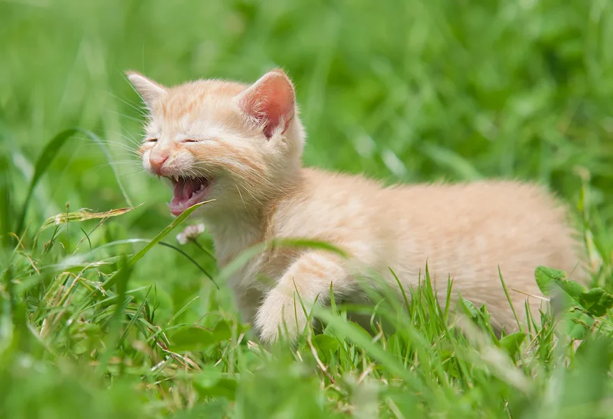 Katzenkind IV.webp