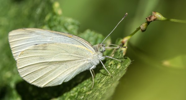 Garten 0818P8060027-Bearbeitet.jpg