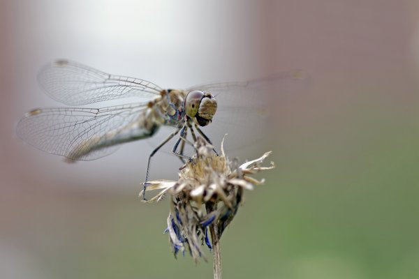 comp_231.jpg comp_231.jpg