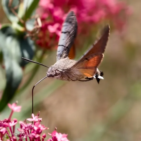 AK1_5142.webp AK1_5142.webp