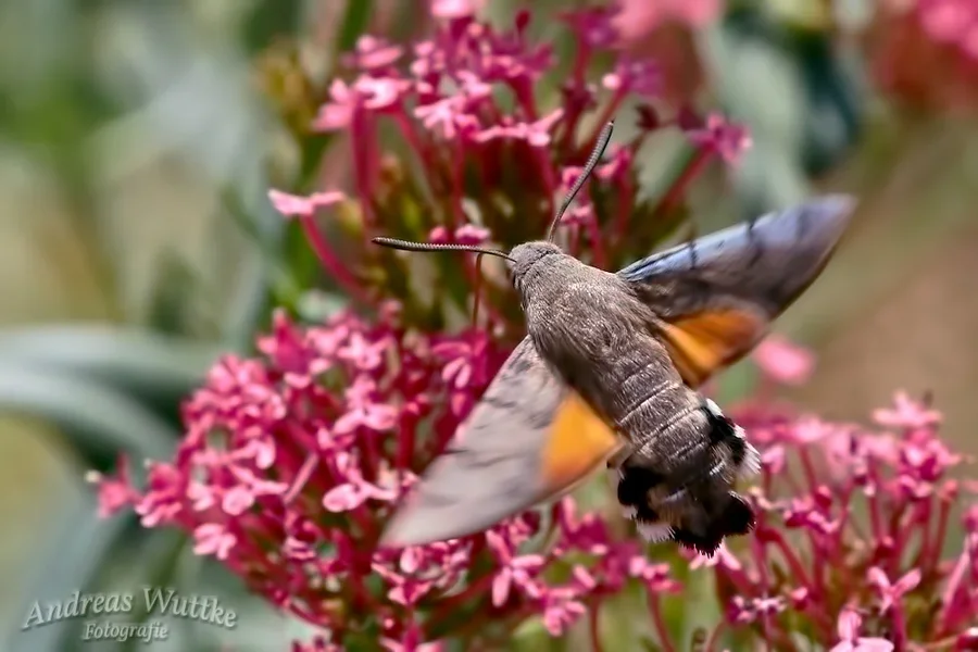 AK1_5143.webp AK1_5143.webp