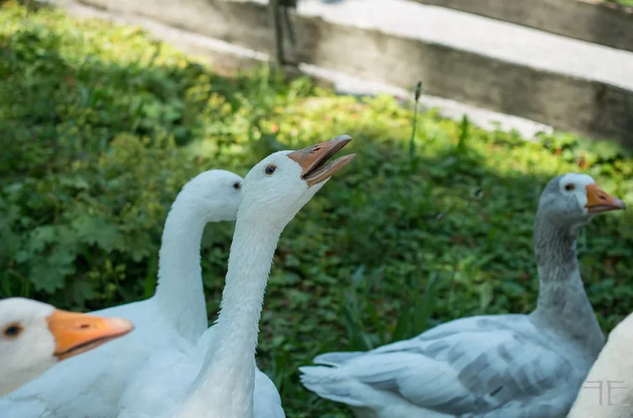 20180719-_IGP2960.webp