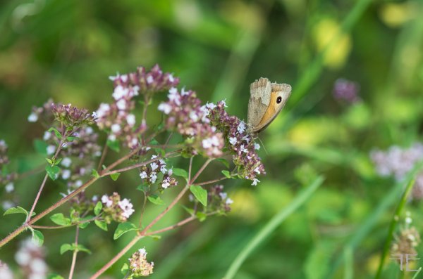 20180718-_IGP2907.jpg 20180718-_IGP2907.jpg