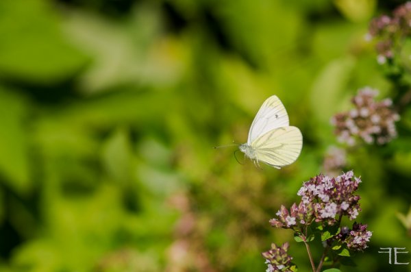 20180718-_IGP2929.jpg 20180718-_IGP2929.jpg