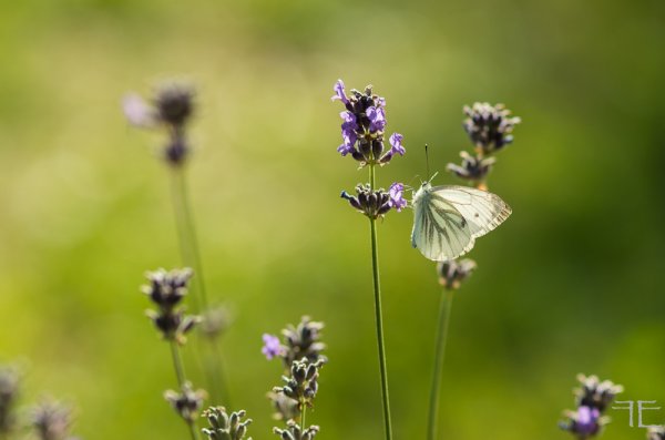 20180718-_IGP2934.jpg 20180718-_IGP2934.jpg