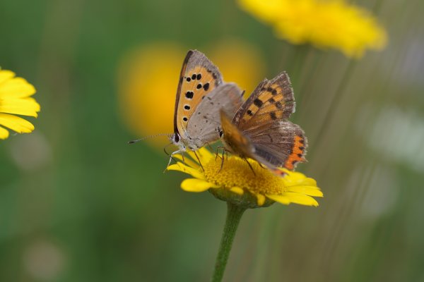 comp_6028hghg.jpg comp_6028hghg.jpg