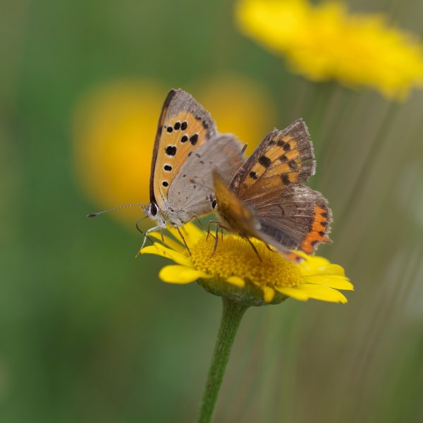 comp_6028hggggggg.jpg comp_6028hggggggg.jpg