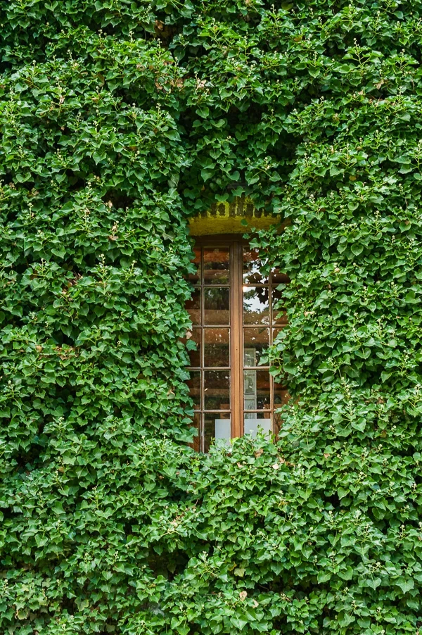 Fenster im Grünen.webp