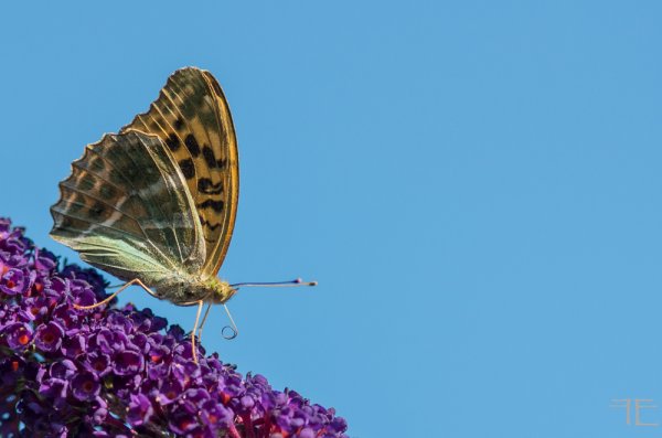 20180724-_IGP3375.jpg