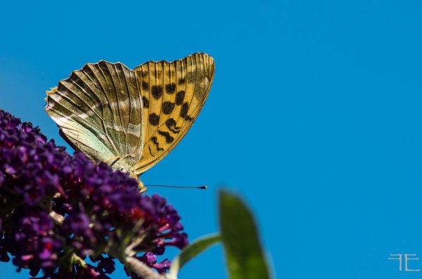 20180724-_IGP3384.jpg