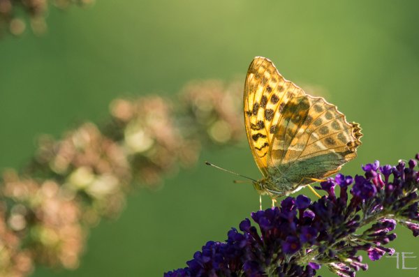 20180724-_IGP3391.jpg