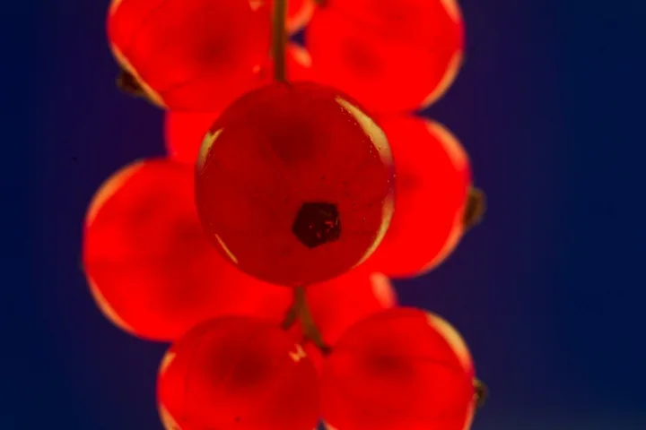 RoteRibislTraubeaufBLAUDetailSLMP-E65FINMIKOFIN_720x480.webp