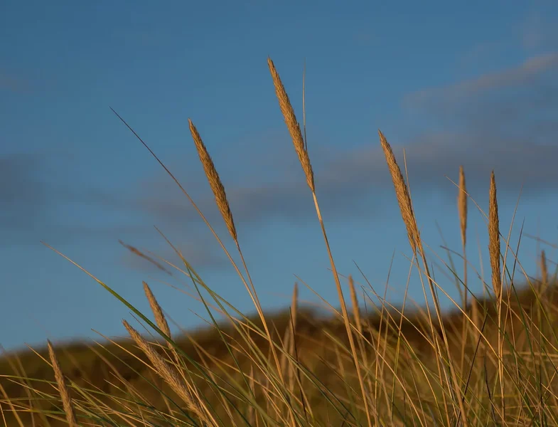 forumSylt18P8310049-2.webp