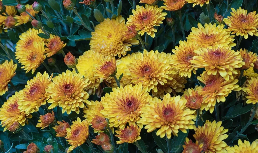 forumP9250180.webp
