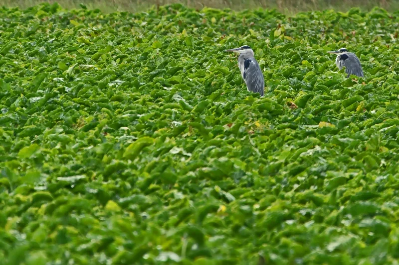 IMGP4222-2.webp